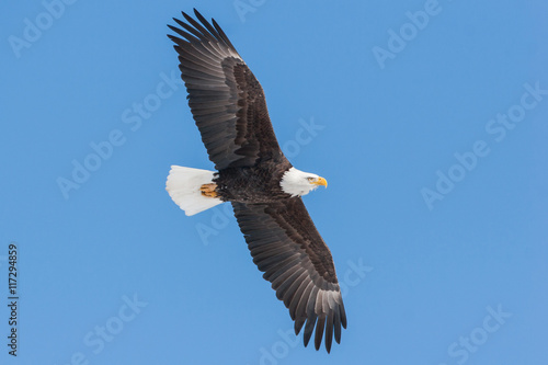 Bald Eagle flying against a blue sky