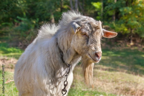 gently goat portrait