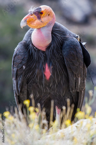 California Condor