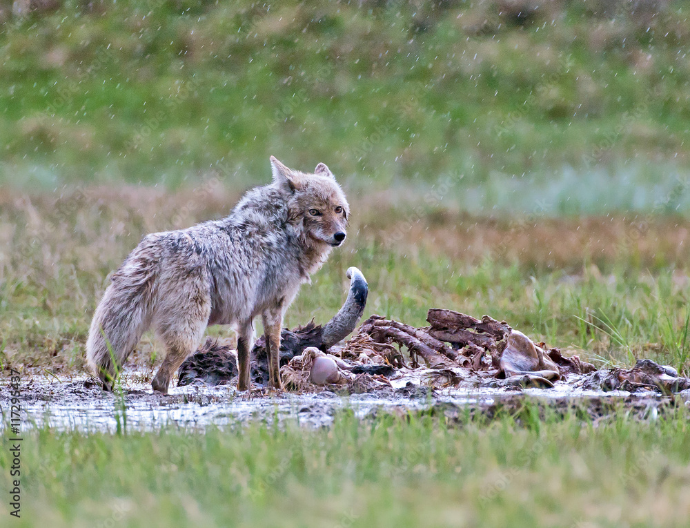Fototapeta premium Coyote in the wild