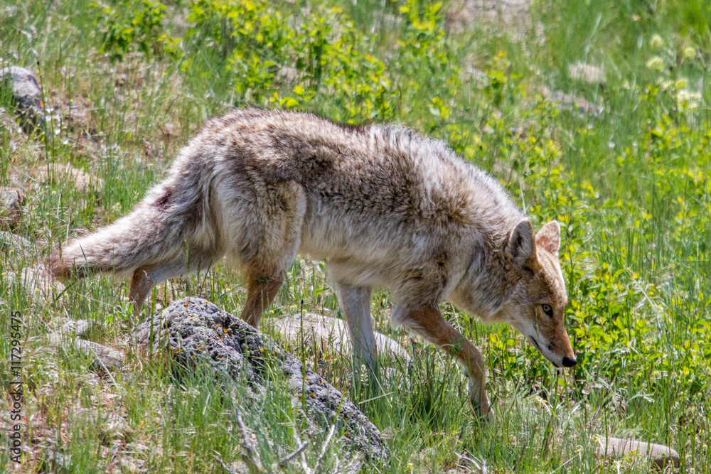 Fototapeta premium Coyote in the wild