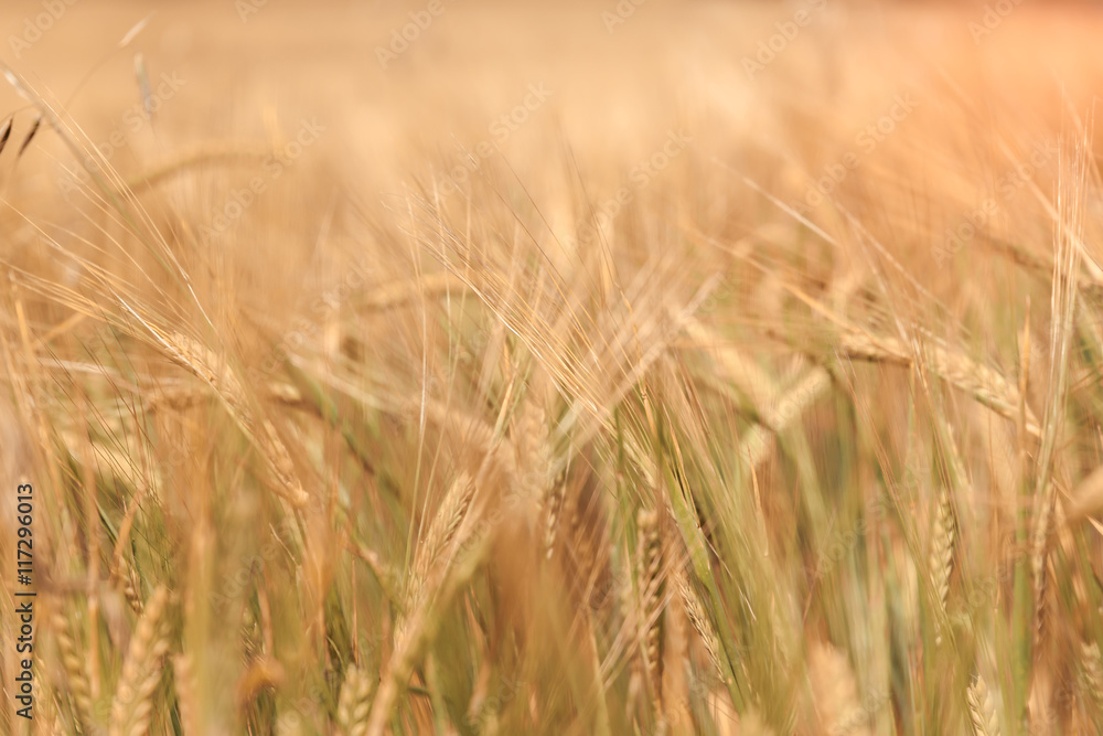 abstract blurred background of wheat ears full screen. abstract blurred background of wheat ears full screen.