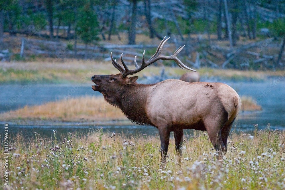 Elk in the wild Elk in the wild