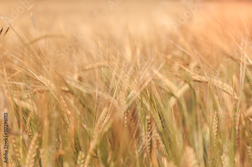 abstract blurred background of wheat ears full screen. © jenyateua