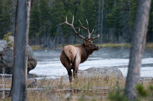 Elk in the wild