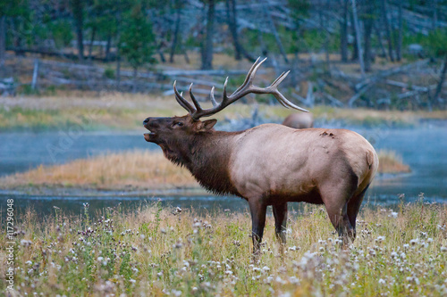 Elk in the wild