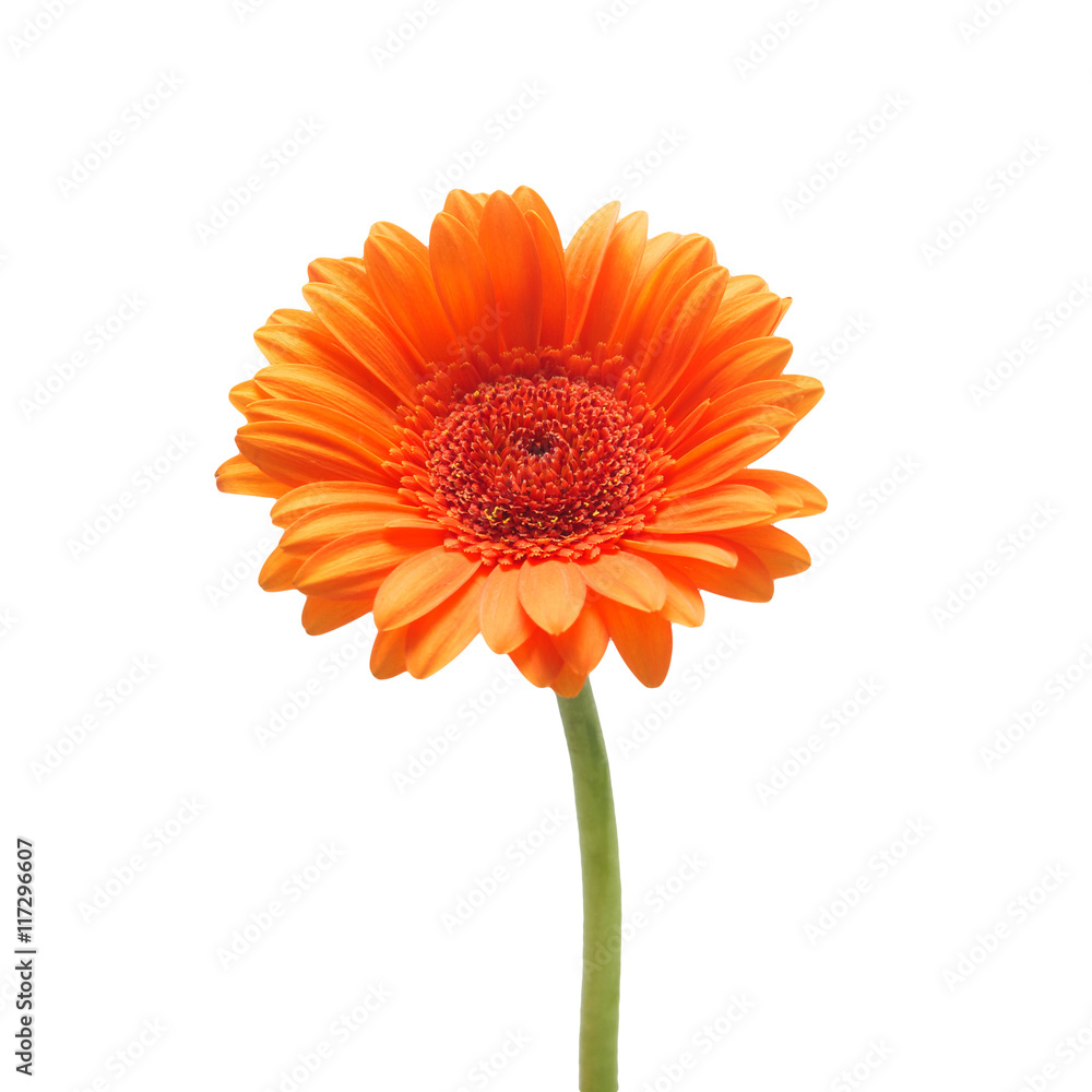 Orange gerbera daisy flower isolated on a white background Orange gerbera daisy flower isolated on a white background