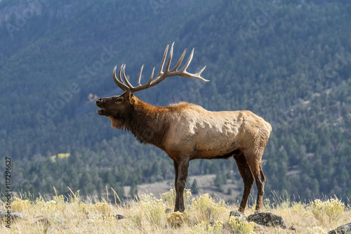 Elk in the wild