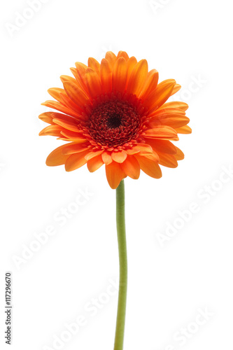 Orange gerbera daisy flower isolated on a white background