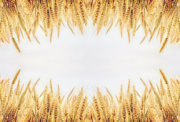 Golden wheat ears or rye close-up on the white background. use as background