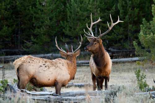 Elk in the wild