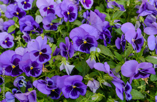 Close up of variety of colors in the form of a purple background with leaves