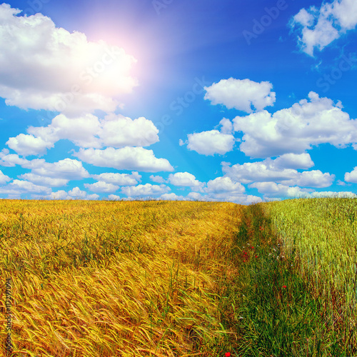 Wheat field and perfect blue sky background. A fresh crop of rye in the sunlight.