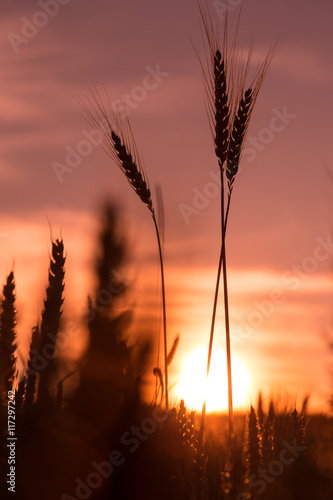 majestic sunset over a field of wheat. ears in the sunlight 