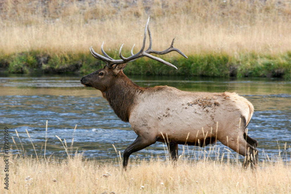 Elk in the wild Elk in the wild