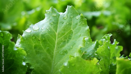 Fresh green lettuce