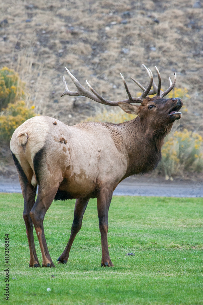 Fototapeta premium Elk in the wild