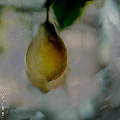 Lemon growing on tree