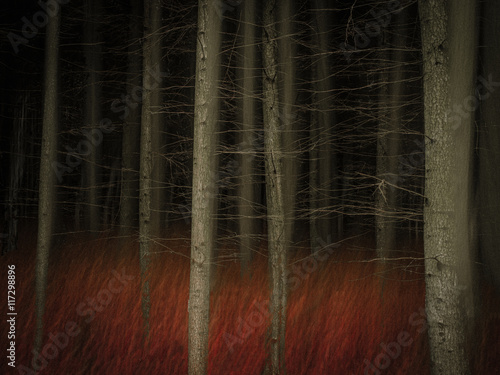 View of bare trees and grass in the forest at night