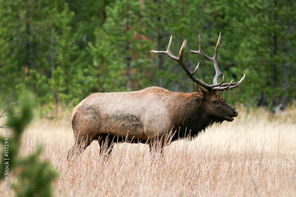 Elk in the wild