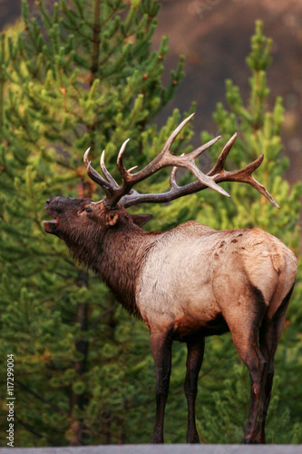 Elk in the wild