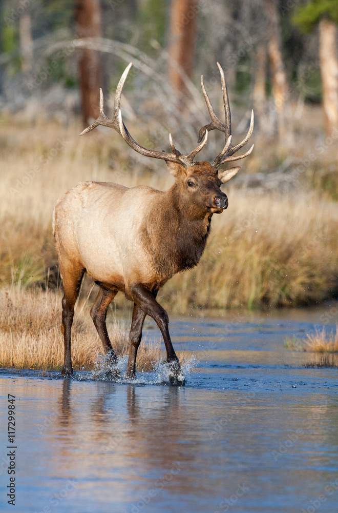 Elk in the wild Elk in the wild