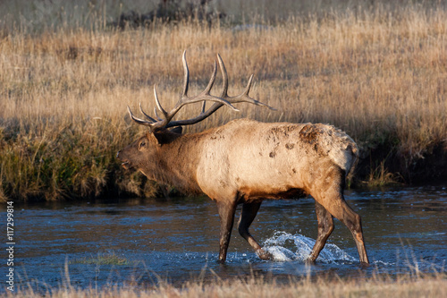 Elk in the wild