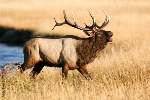 Elk in the wild