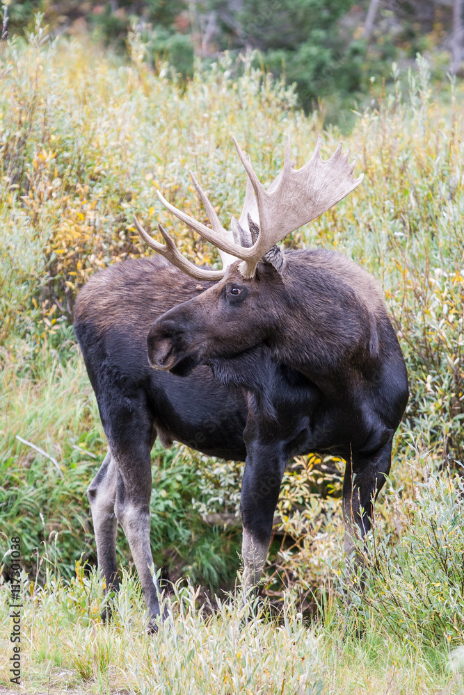 Bull Moose in the wild Bull Moose in the wild