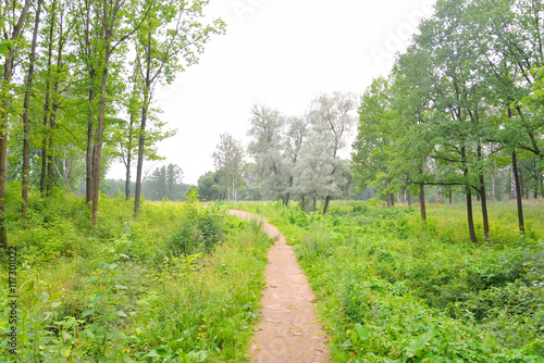 Forest and walkway..