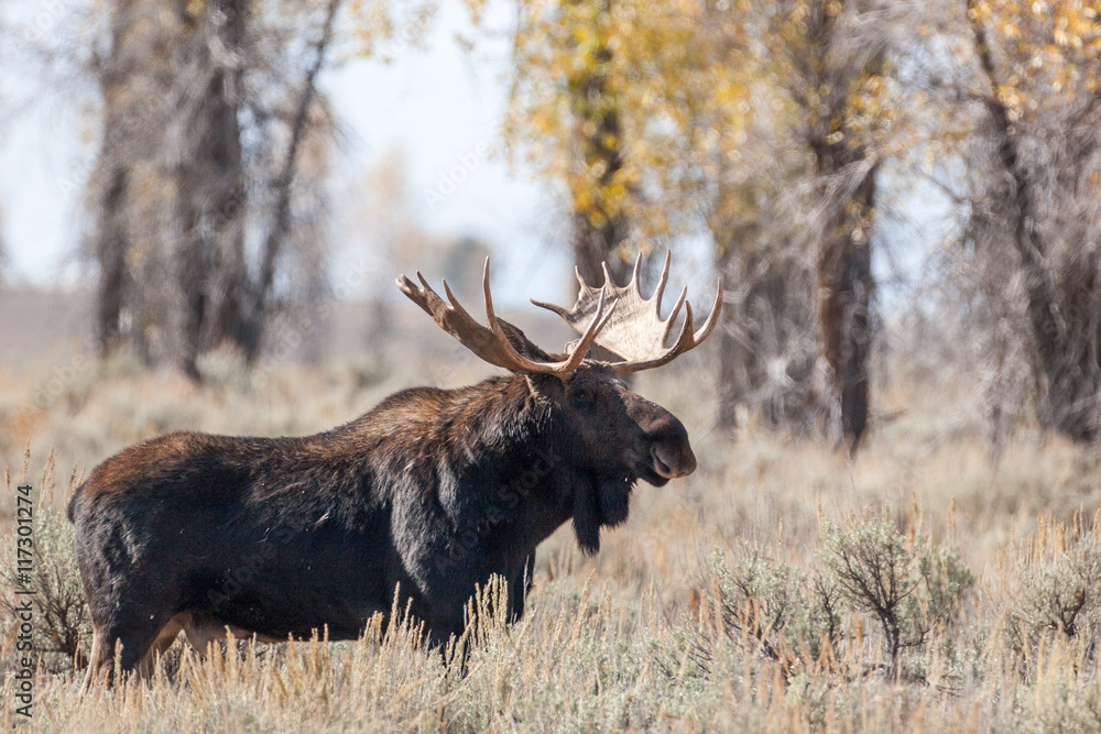 Bull Moose in the wild Bull Moose in the wild