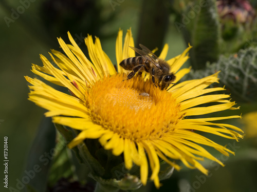 Wildbiene  Echter Alant  Bl  te