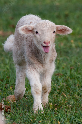 Baby sheep in grass