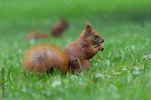 scoiattolo © endrik83