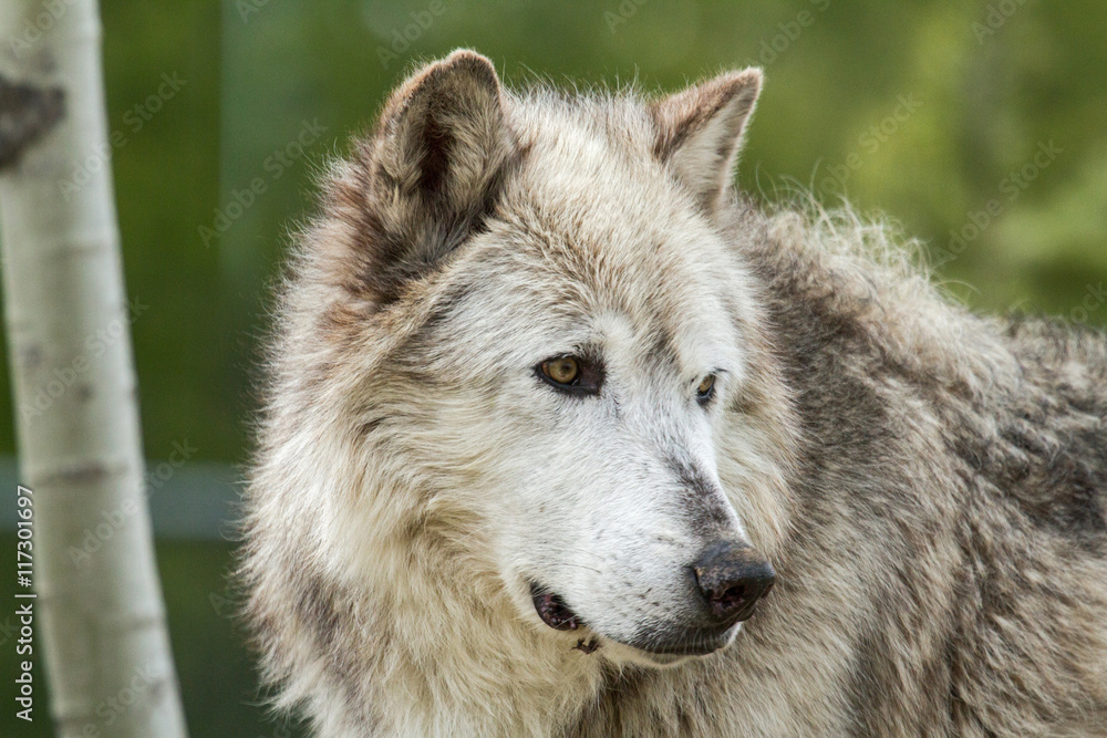 Obraz premium Wolf in the wild