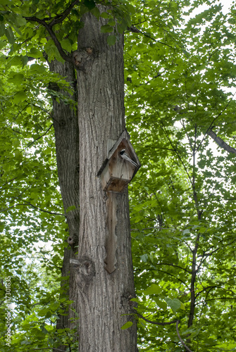 Nesting box on a tree
