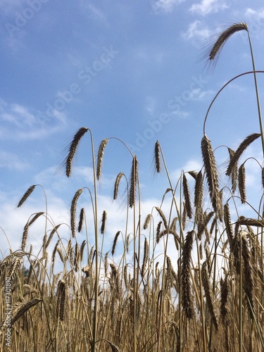 Quadro su tela Getreide unter blauem Himmel