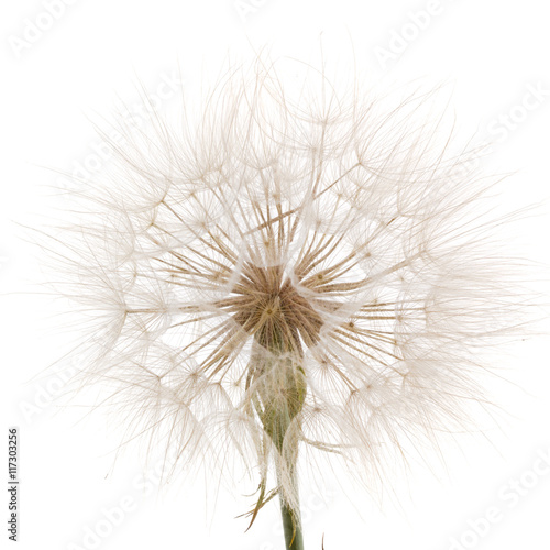Tragopogon pratensiss close-up, isolated on white background