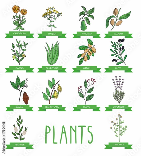 Vector illustration of a plant - aloe vera, tutsan, lavender, jojoba, almond, olive, chamomile, klendula, tea tree, argan, cocoa, avocado, Ylang-Ylang, clove. plants collection.