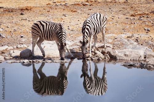 Two zebras drinking water in a waterhole in the Etosha National Park  Namibia