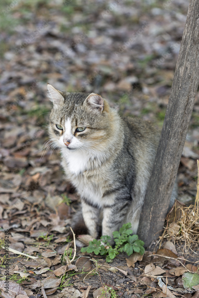 Autumn cat portrait Autumn cat portrait