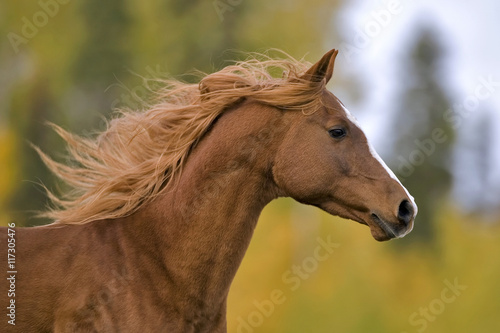 Headshot of galloping chestnut Stallion