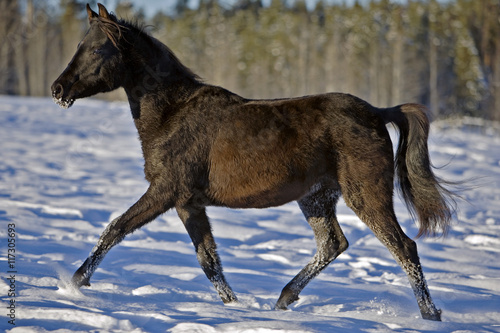 Black Arabian Filly trotting in snow, profile