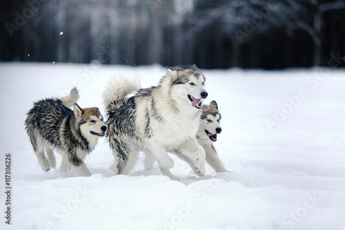 two dogs breed Alaskan Malamute walking in winter