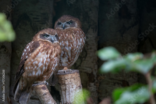 Morepork