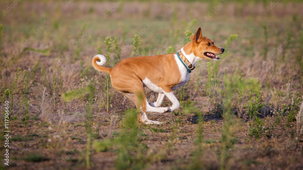 Coursing. Basenji dog running on the field Coursing. Basenji dog running on the field