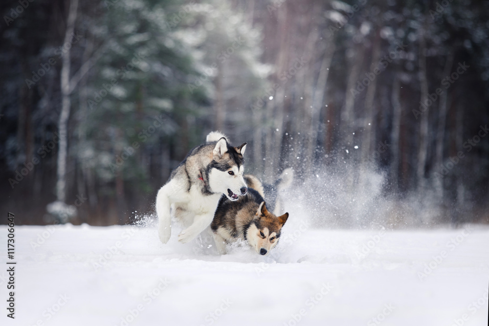 two dogs breed Alaskan Malamute walking in winter two dogs breed Alaskan Malamute walking in winter