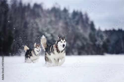two dogs breed Alaskan Malamute walking in winter