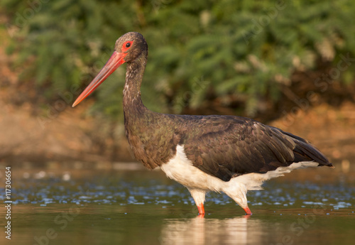 Black Stork