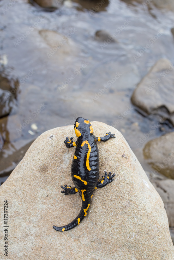 Fototapeta premium Beautiful fire salamander in the bright coloration in natural co